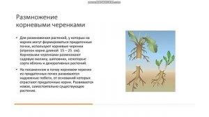 6 класс Вегетативное размножение цветковых растений Черенками