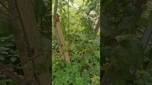 Сорта осенних слив для Ленобл. (Стэнли, Венгерка Белорусска) смотреть онлайн