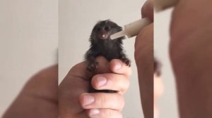 Cute Monkeys Part #44 - Relaxing moment with Funny Baby Finger Monkey (Pygmy Marmoset) 2018