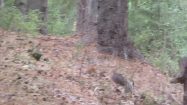 №4234  29 10 2023  Белке нравятся орешки смотреть онлайн