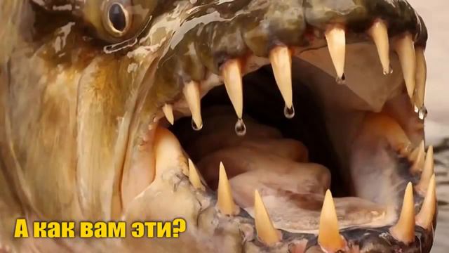 7 реально существующих монстров