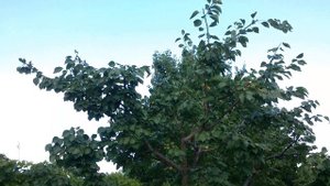 АБРИКОС. ОБРЕЗКА ЛЕТОМ. Июль 2021