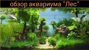 Обзор аквариума "Лес"