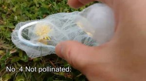 Pollination Experiment of Dandelion