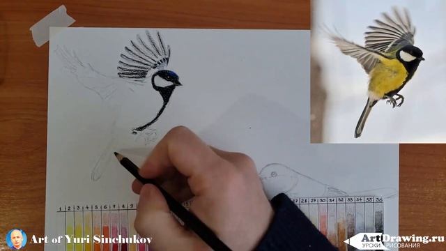как нарисовать птицу, как нарисовать синицу цветными карандашами смотреть онлайн