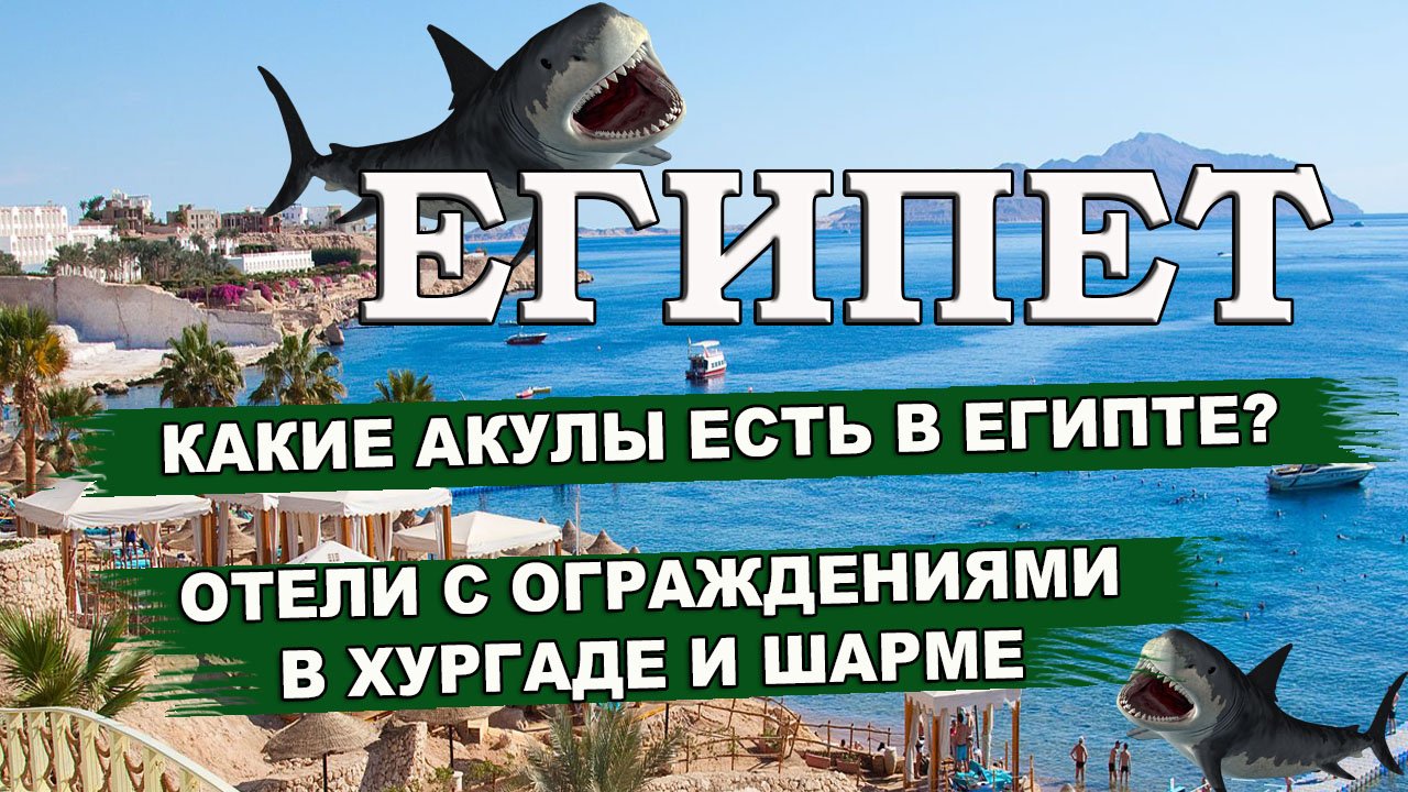Акула египет в каком отеле