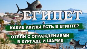 АКУЛЫ ЕГИПТА.Какие акулы есть в Египте Отели с огражданиями от акул в Хургаде и Шарм Эль Шейхе