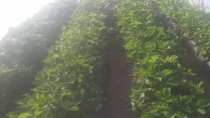 Сбор клубники. Плодоношение