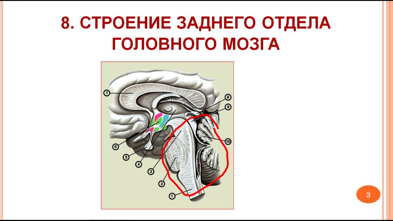 Продолговатый мозг. Мост. Мозжечок_ 07