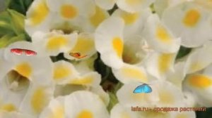 Торения обыкновенная Лемон Дроп ? торения Лемон Дроп обзор: как сажать семена торении Лемон Дроп