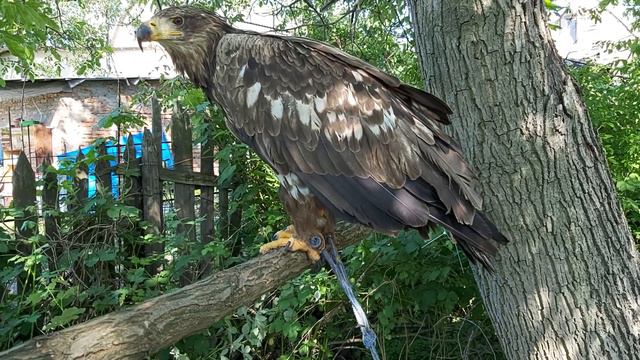 Переезд орлиной тусовки 🦅🦅🦅 Орлан Хрюня и Курганик Ганя осваивают новое место 🤘🤘🤘 смотреть онлайн