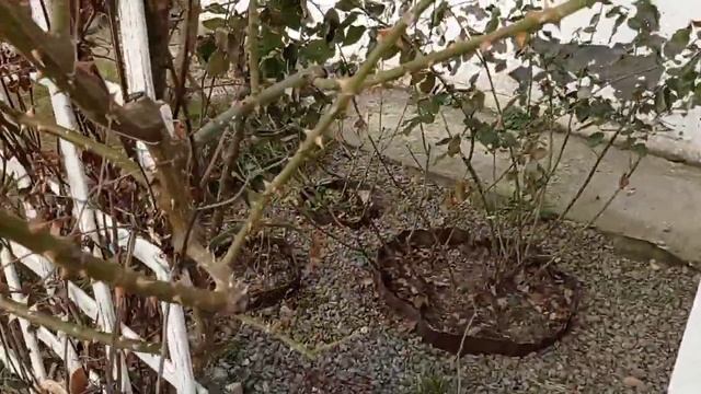 Обрезаем "старую" плетистую розу. Часть 2. Март 2023. смотреть онлайн