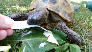 Интересные факты про черепах(Interesting facts about turtles).