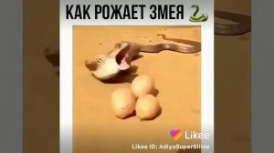 Как рожает змея