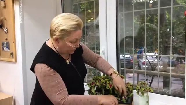 Советы профессионала. Сажаем колеусы смотреть онлайн