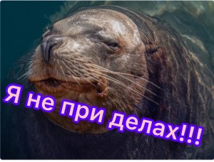 Наглый пассажир!!!! Как Вася на корабле рыбу воровал)))