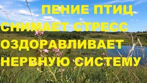 ПЕСНИ СОЗДАННЫЕ ПТИЦАМИ ОЗДОРАВЛИВАЮТ НЕРВНУЮ СИСТЕМУ,СОЗДАЮТ ГАРМОНИЮ И ПОКОЙ В ДУШЕ.