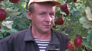 Самый правильный метод посадки плодового дерева.