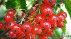 Смородина красная Мармеладница (ribes rubrum) ? обзор: как сажать, саженцы смородины Мармеладница