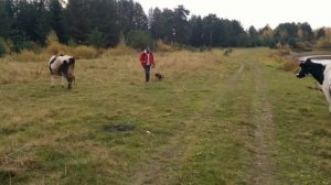 Бассет хаунд и коровы (Basset Hound and cows)