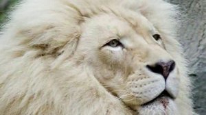 Самые, самые кошки ч.1