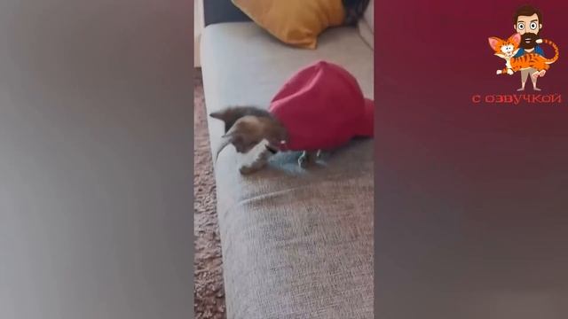 Приколы с котами! Смешные коты! - С ОЗВУЧКОЙ! Самые Смешные животные смотреть онлайн