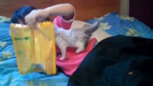 котенок 1 мес,чем кормлю,туалет