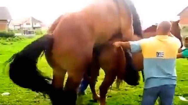 Спаривание лошадей смотреть онлайн