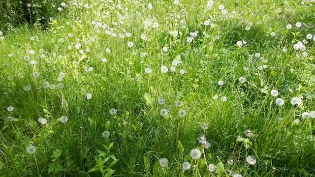 "Кульбабка" навчальний фільм для дітей смотреть онлайн