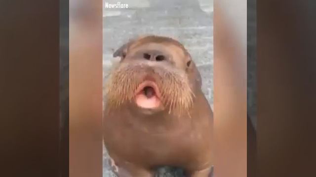 Общение животных с человеком 😄👍👋 смотреть онлайн