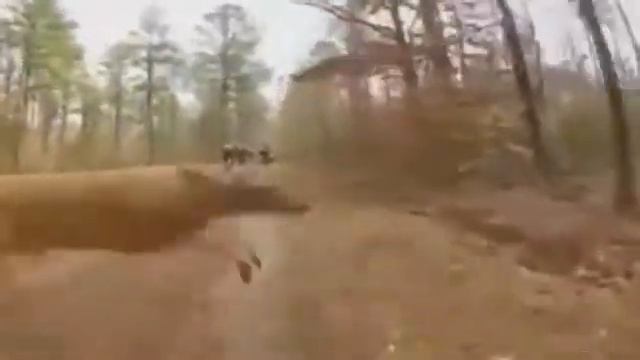 Не только коты перебегают дорогу но и лоси смотреть онлайн