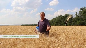 Опыт агрария// Озимая пшеница Эра без внесения минеральных удобрений