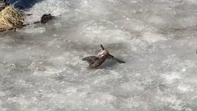 Воробьи дерутся//Смертельная схватка смотреть онлайн