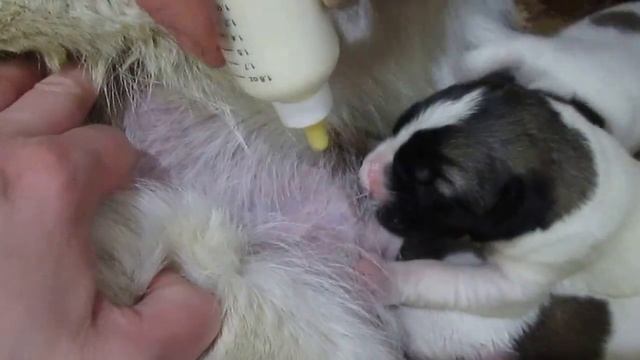 Прикорм щенков сао. Возраст 3 дня. смотреть онлайн