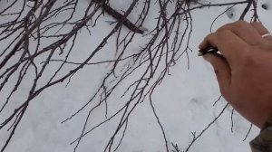 Густера горячего копчения