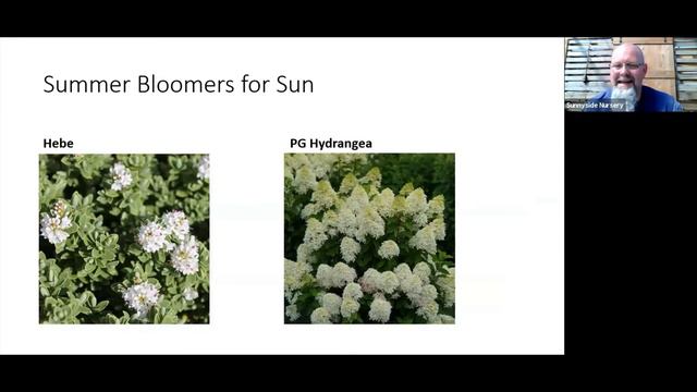 Colorful Shrubs смотреть онлайн