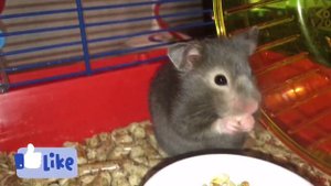 Что ест хомяк?