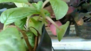 Mengenal episcia karlyn