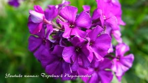 Многолетние цветы для сада и огорода. Самые неприхотливые многолетники в вашем саду