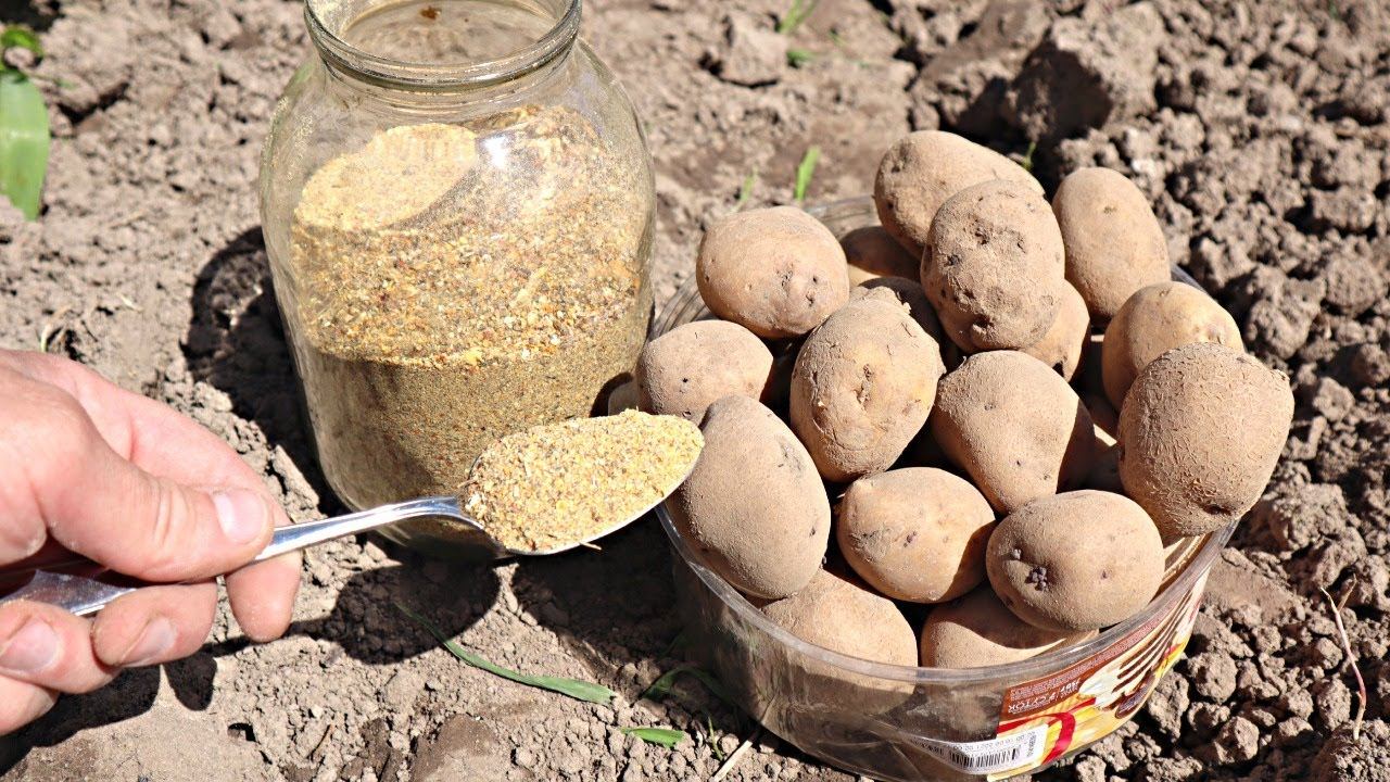 Https zn. Картошка цинк. Выращивание картофеля из семян. Зола для картофеля. Полезные грибы внести препаратом для почвы и растений.