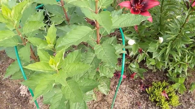 20 июля 2023 г. Цветение метельчатых гортензий будет скудным/Розы разворотило после дождя/Обзор сад смотреть онлайн