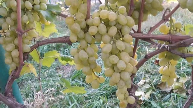 Валентина виноград 2021 смотреть онлайн