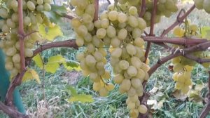 Валентина виноград 2021