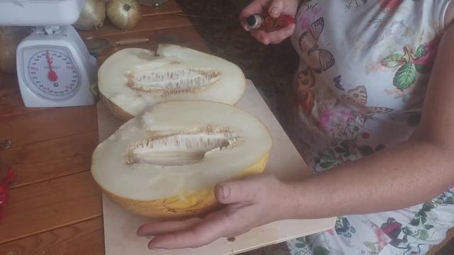 Дыня Амал F1. Дегустация. Нижегородская область Семёновский район смотреть онлайн