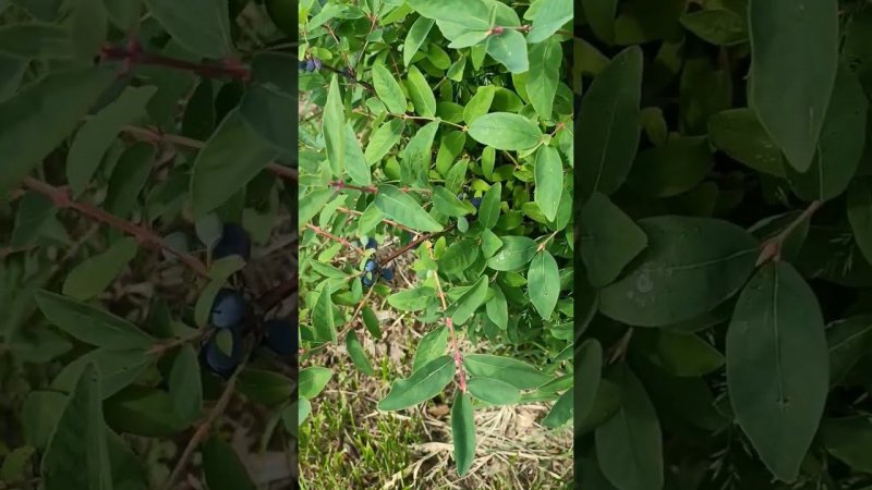 Сорт жимолости "Нижегородская ранняя". Есть уже и спелые ягодки...