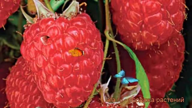 Малина ремонтантная Носорог (rubus idaeus) ? малина Носорог обзор: как сажать саженцы малины Носоро смотреть онлайн