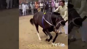 Танец лошади.