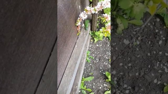 Cherry Blossom and Lizard in the Garden/Dacha in May, 2020 смотреть онлайн
