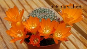 My Cactus & Succulent Flowers - Highlights APRIL '22 #cactusblooms #cactusflowers #succulentscare