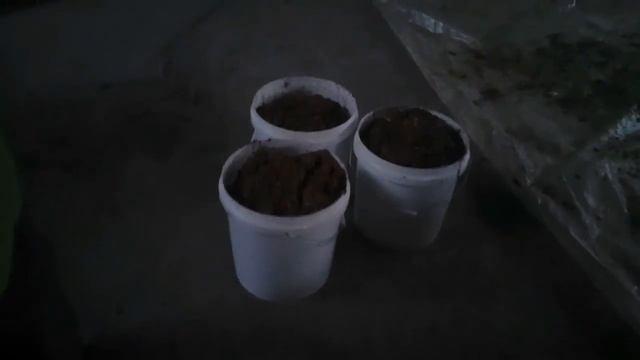 Куры Ломан Браун. Влияние корма на яйценоскость и не только...... смотреть онлайн